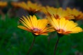 Yellow osteospermum flowers in full bloom in the morning sun