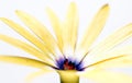 Yellow Osteospermum - Yellow Daisy Flower Royalty Free Stock Photo