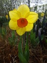 Yellow and otange daffodil