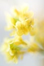 Yellow out of focus floral background Royalty Free Stock Photo