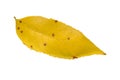 Yellow outdoor autumn leaf from park isolated on white Royalty Free Stock Photo