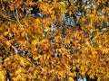 Yellow outono flowers in nature Royalty Free Stock Photo