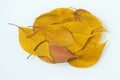 Yellow oval autumn leaves on a white background