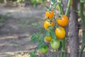 Yellow oval tomatoes ripen on a tassel on the stem of a tomato bush Royalty Free Stock Photo