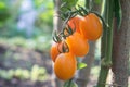 Yellow oval tomatoes ripen on a tassel on the stem of a tomato bush