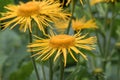 Yellow ox-eye Telekia speciosa, blooming