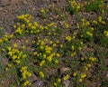 Yellow oxalis flowers on the coast