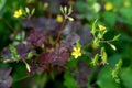 Yellow oxalis flowers in the garden, selective focus