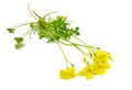 Yellow Oxalis pes-caprae, wood-sorrel. Isolated on white background