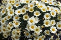 Yellow Oxe-eye daisy May flowers