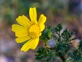 Yellow oxeye daisy flower in close-up during sunset Royalty Free Stock Photo