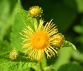 Yellow oxeye daisy is a species of flowering plant