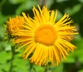 Yellow oxeye daisy is a species of flowering plant