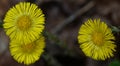 Yellow oxeye daisy is a species of flowering plant