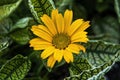 Yellow Oxeye Flower Blooming Macro