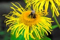 Yellow Oxeye flowers with the image of Telekia speciosa with a bee sitting on them and feeding on nectar.