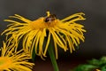 Yellow Oxeye flowers with the image of Telekia speciosa with a bee sitting on them and feeding on their nectar.