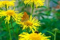 Yellow Oxeye flowers Telekia speciosa with a mother-of-pearl butterfly Argynnis paphia sitting on them.