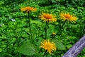 Yellow & orange flowers Telekia specios