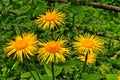 Yellow & orange flowers Telekia specios