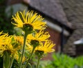 Yellow Oxeye - Telekia Speciosa Flowers