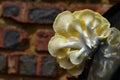 Yellow Oyster Mushrooms 8 Pleurotus citrinopileatus