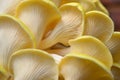 Yellow Oyster Mushrooms 10 Pleurotus citrinopileatus