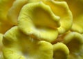 Yellow Oyster Mushrooms 1 Pleurotus citrinopileatus