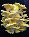 Yellow Oyster Mushrooms 2 Pleurotus citrinopileatus