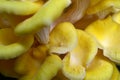 Yellow Oyster Mushrooms 3 Pleurotus citrinopileatus
