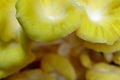 Yellow Oyster Mushrooms 4 Pleurotus citrinopileatus
