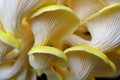 Yellow Oyster Mushrooms 14 Pleurotus citrinopileatus
