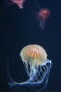 Yellow Pacific sea nettle Royalty Free Stock Photo