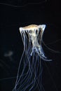 Yellow Pacific sea nettle Jellyfish Royalty Free Stock Photo