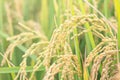 Yellow paddy field swaying over sunset day time in Asia. Raw short grain rice crop stalk, ears detals, organic agriculture farming Royalty Free Stock Photo