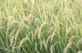 Yellow paddy field swaying over sunset day time in Asia. Raw short grain rice crop stalk, ears detals, organic agriculture farming Royalty Free Stock Photo