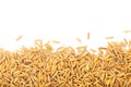 Yellow paddy jasmine rice isolated on white background Royalty Free Stock Photo