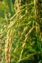 Yellow Paddy or Rice Grain As Its Reach Maturity. Royalty Free Stock Photo