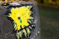 Yellow paint splash from a crashed green paintball on an old car tire background. Selective focus Royalty Free Stock Photo