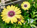 A Yellow Painted Daisy