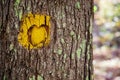 Yellow painted heart carved into tree on a trail