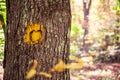 Yellow painted heart carved into tree on a trail