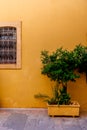 Yellow painted house and green plant in yellow pot in front of yellow house wall in Greece