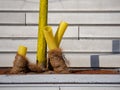 Yellow painted young tree with visble corrugated plastic pipe drainage and coconut matting. Royalty Free Stock Photo