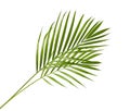 Yellow palm leaves Dypsis lutescens or Golden cane palm, Areca palm leaves, Tropical foliage isolated on white background Royalty Free Stock Photo