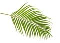 Yellow palm leaves Dypsis lutescens or Golden cane palm, Areca palm leaves, Tropical foliage isolated on white background