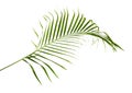 Yellow palm leaves Dypsis lutescens or Golden cane palm, Areca palm leaves, Tropical foliage isolated on white background Royalty Free Stock Photo