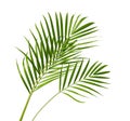 Yellow palm leaves Dypsis lutescens or Golden cane palm, Areca palm leaves, Tropical foliage isolated on white background