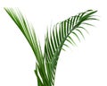 Coconut leaves or Coconut fronds, Green plam leaves, Tropical foliage isolated on white background with clipping path. Botany, clo Royalty Free Stock Photo