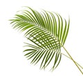 Yellow palm leaves Dypsis lutescens or Golden cane palm, Areca palm leaves, Tropical foliage isolated on white background Royalty Free Stock Photo